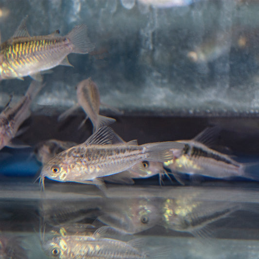 Cory - Elegans Brazil