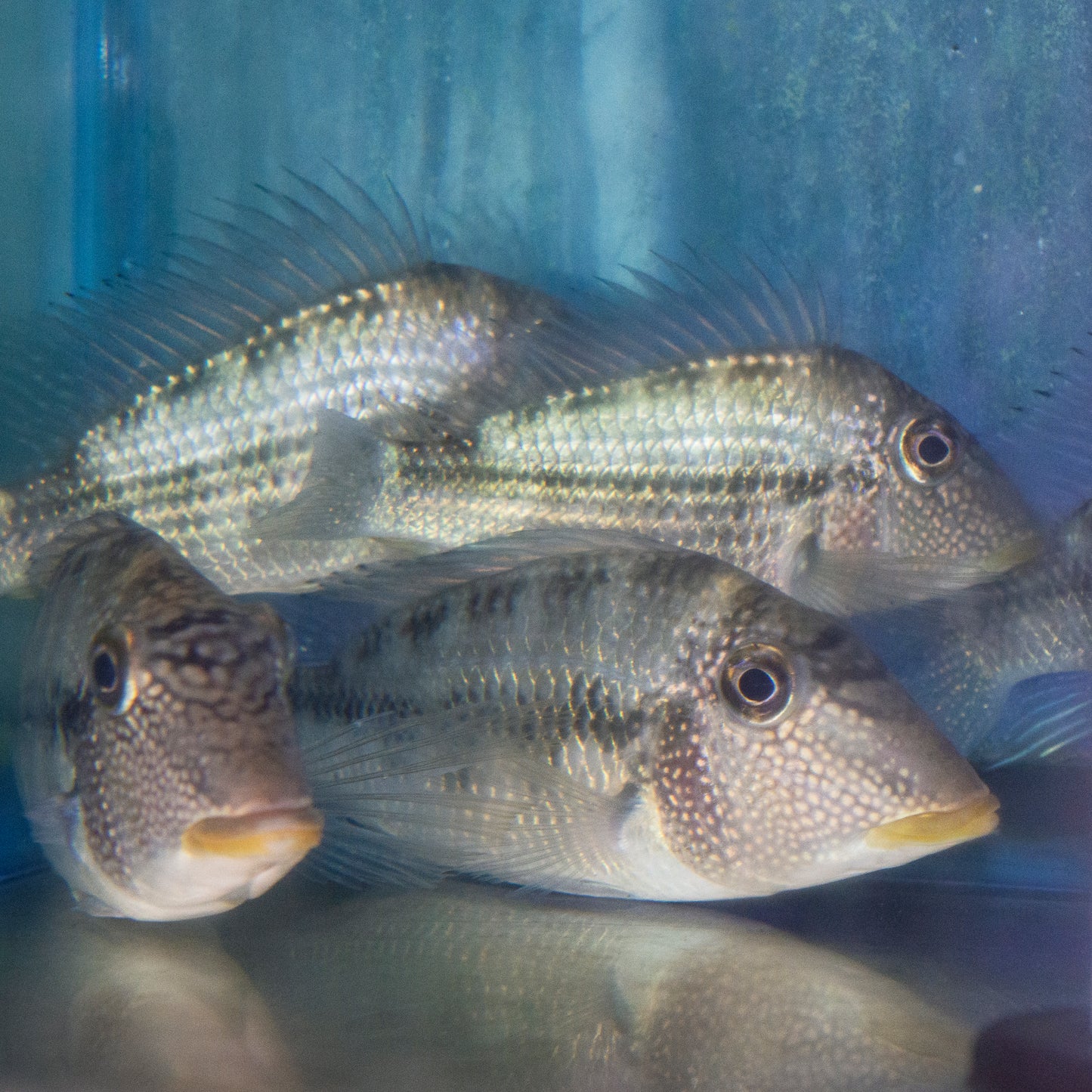 Cichlid - Fine Spotted Eartheater XL