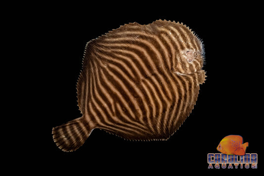 Flounder - Zebra