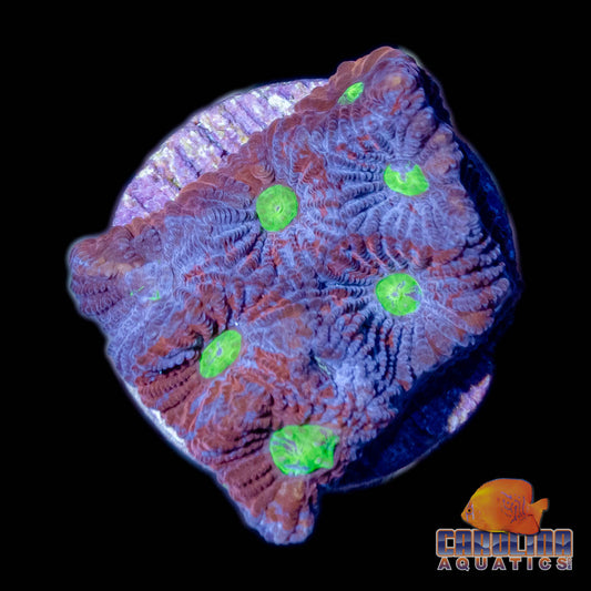 Frag - Favia Rainbow War Coral