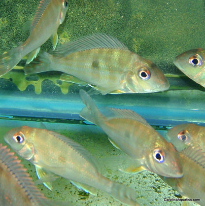 Cichlid - Geophagus abalios 1.5-2in