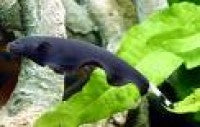 Misc - Black Ghost Knifefish