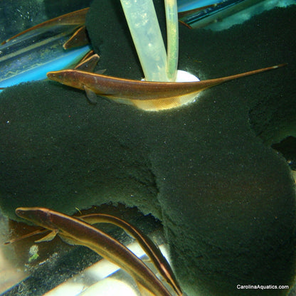 Misc - Brown Ghost Knifefish Med