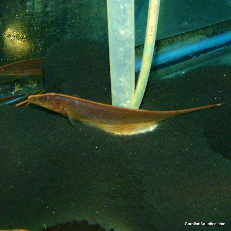 Misc - Brown Ghost Knifefish Med