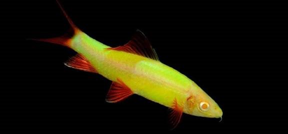 GloFish® - Shark Electric Green