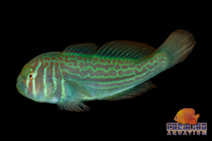 Goby - Clown Green