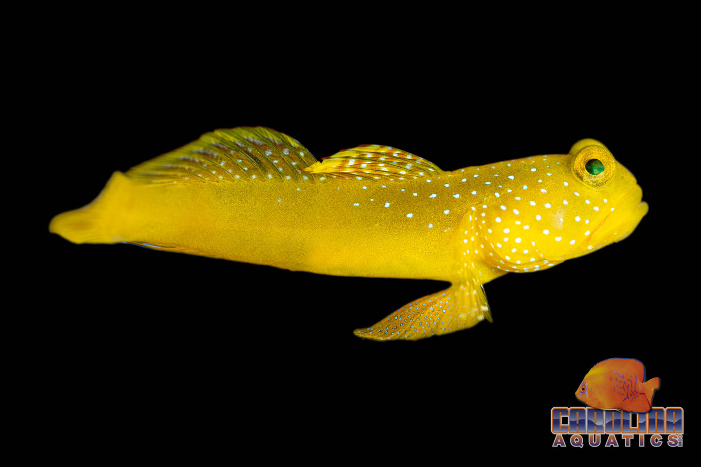 Goby - Watchman Yellow