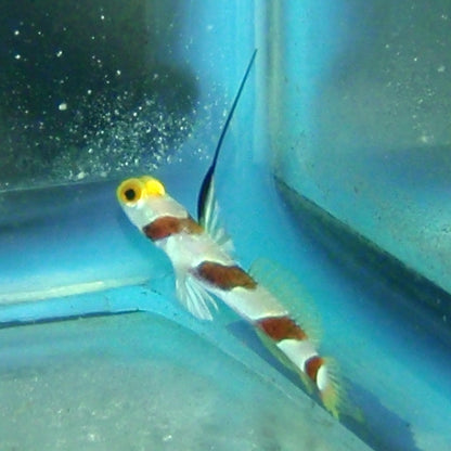 Goby - HiFin Banded
