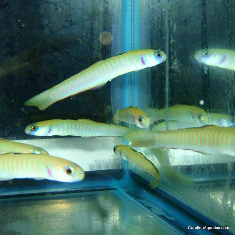 Goby - Barred Zebra