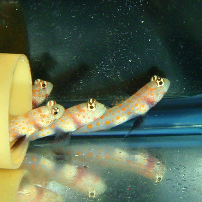 Goby - Watchman Orange Spot