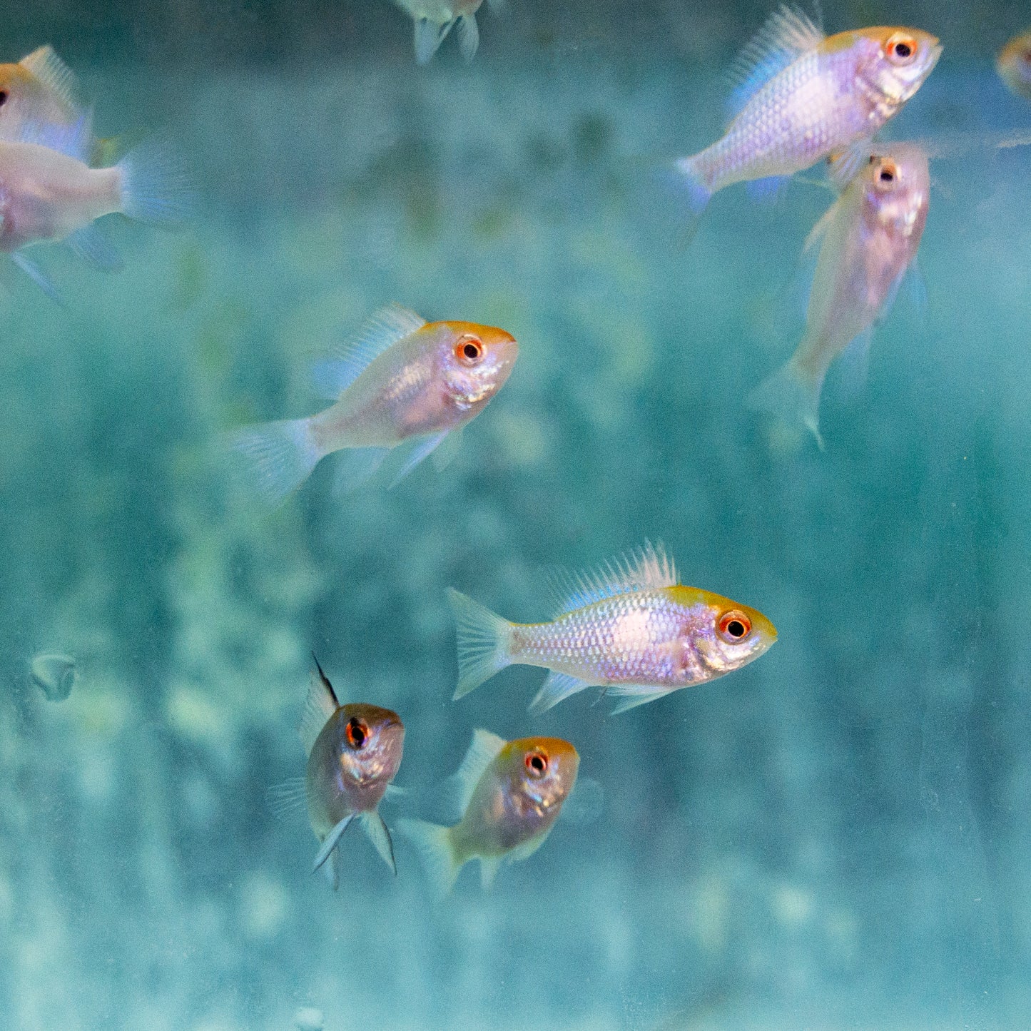 Cichlid - Ram Gold Head Electric Blue