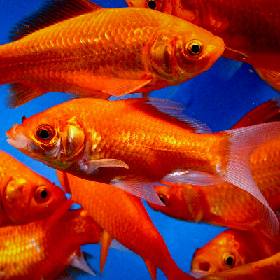Feeder - Goldfish
