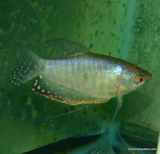 Gourami - Lavender