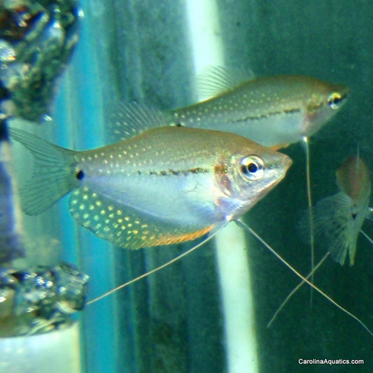 Gourami - Pearl Md/Lg