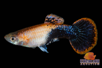 Guppy - Pink Tux