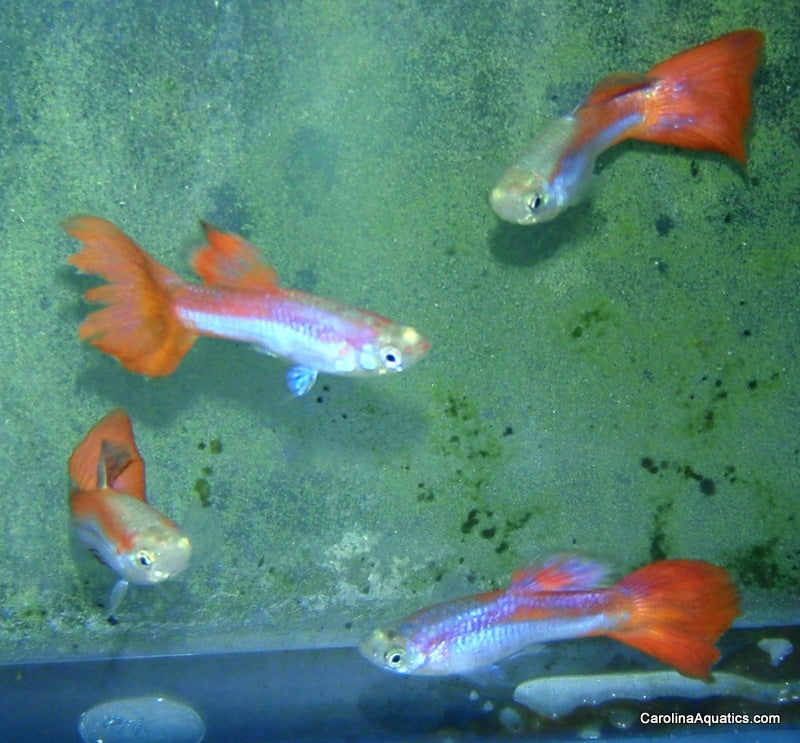 Guppy - Coppertail