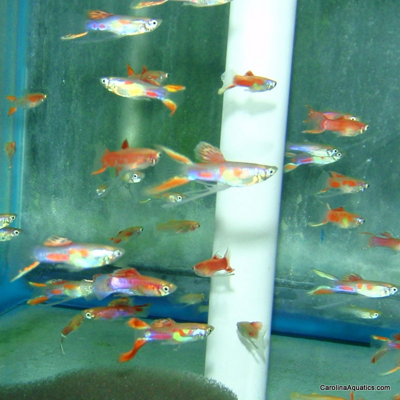 Guppy - Asst Lyretail