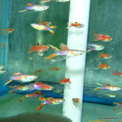 Guppy - Asst Lyretail