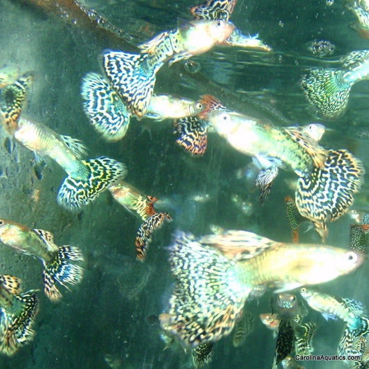 Guppy - Miracle Ray