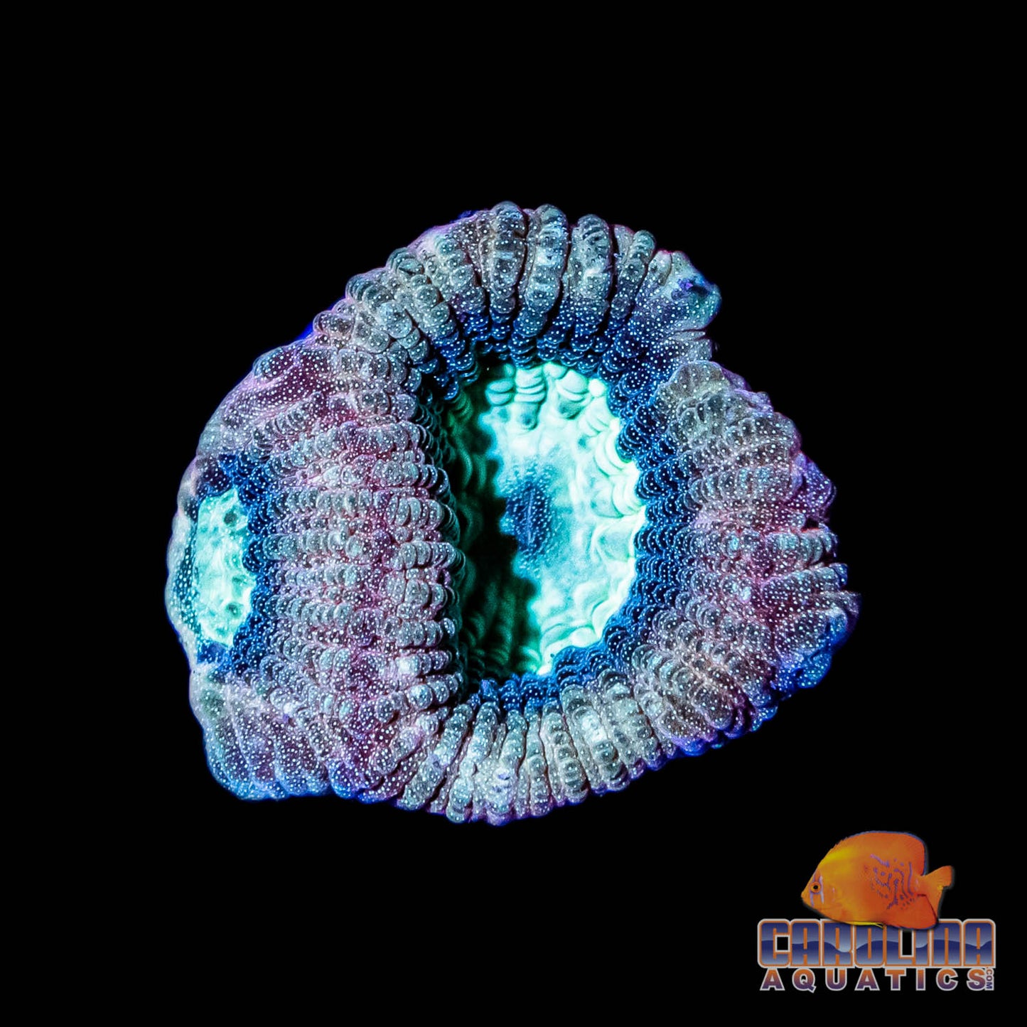 Frag - Ultra Prism Favia Type #2