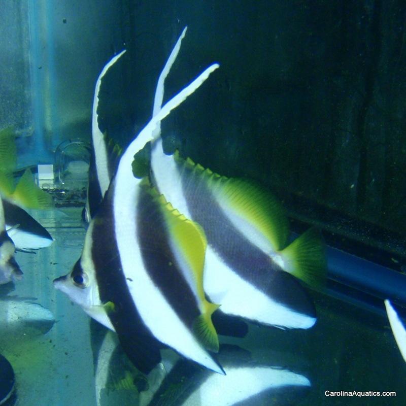 Butterfly - Heniochus Black & White Lg