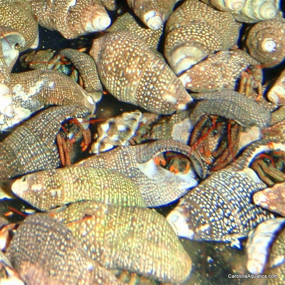 Hermit - Red Leg Mexican