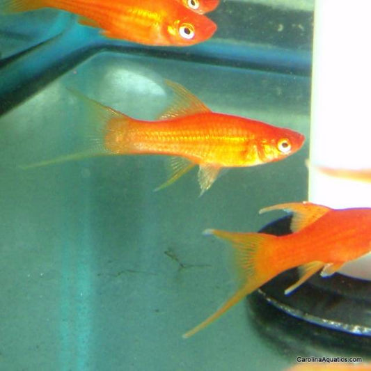 Sword - Hi Fin Red Lyretail