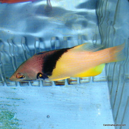 Hogfish - Coral Lg