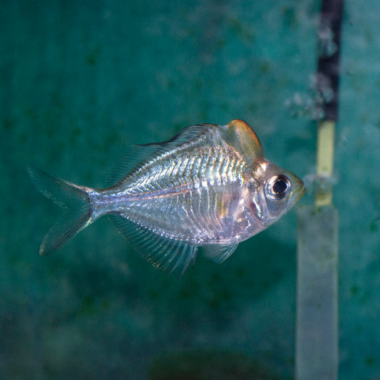 Glass Fish - Humphead