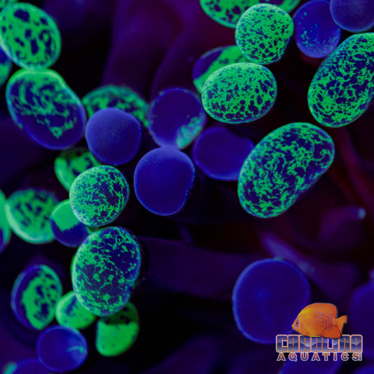 Frag - Hammer Branching Green Rim Purple Splatter  (per head)