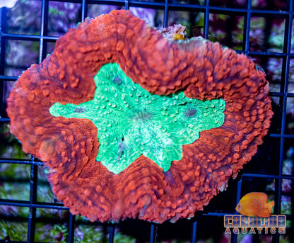 Australian - Lobo Red/Green Md