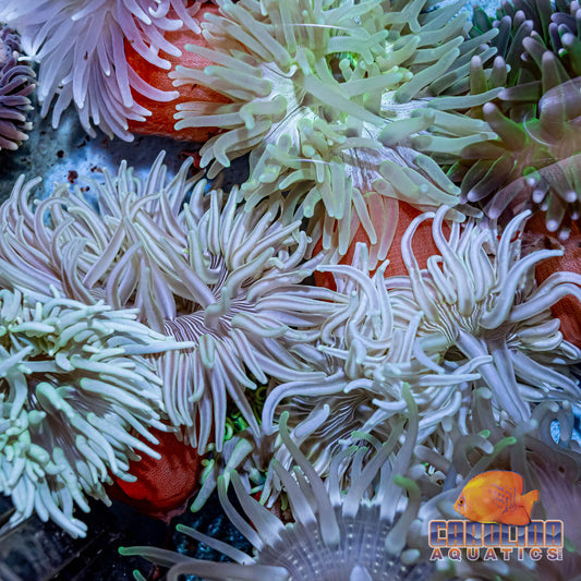 Anemone - Long Tentacle XL