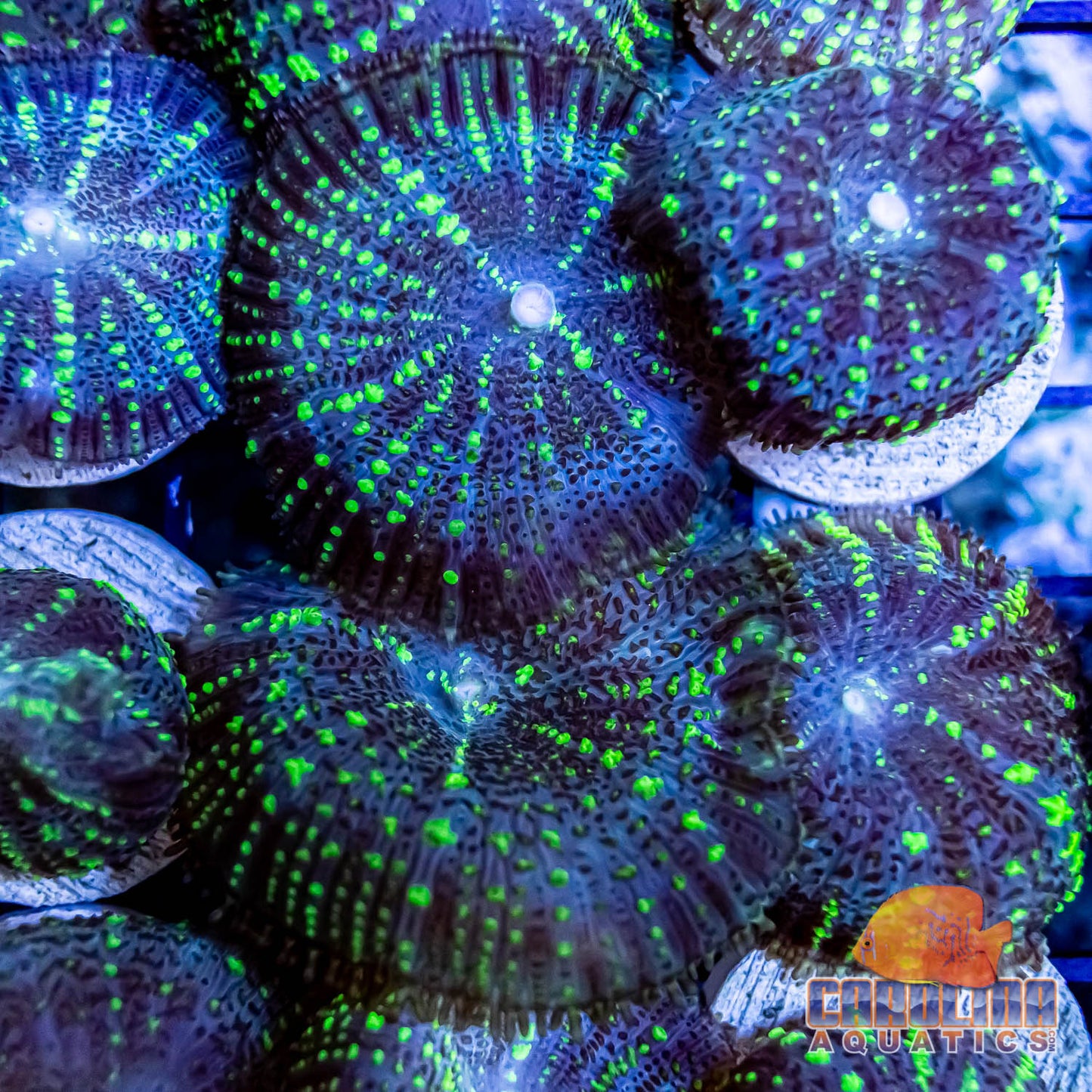 Frag - Ultra Rhodactis Mushroom Striped