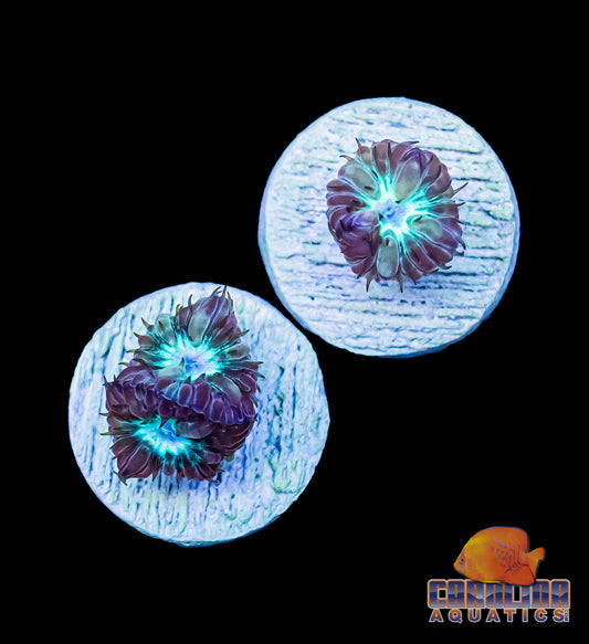 Frag - Blasto Merletti