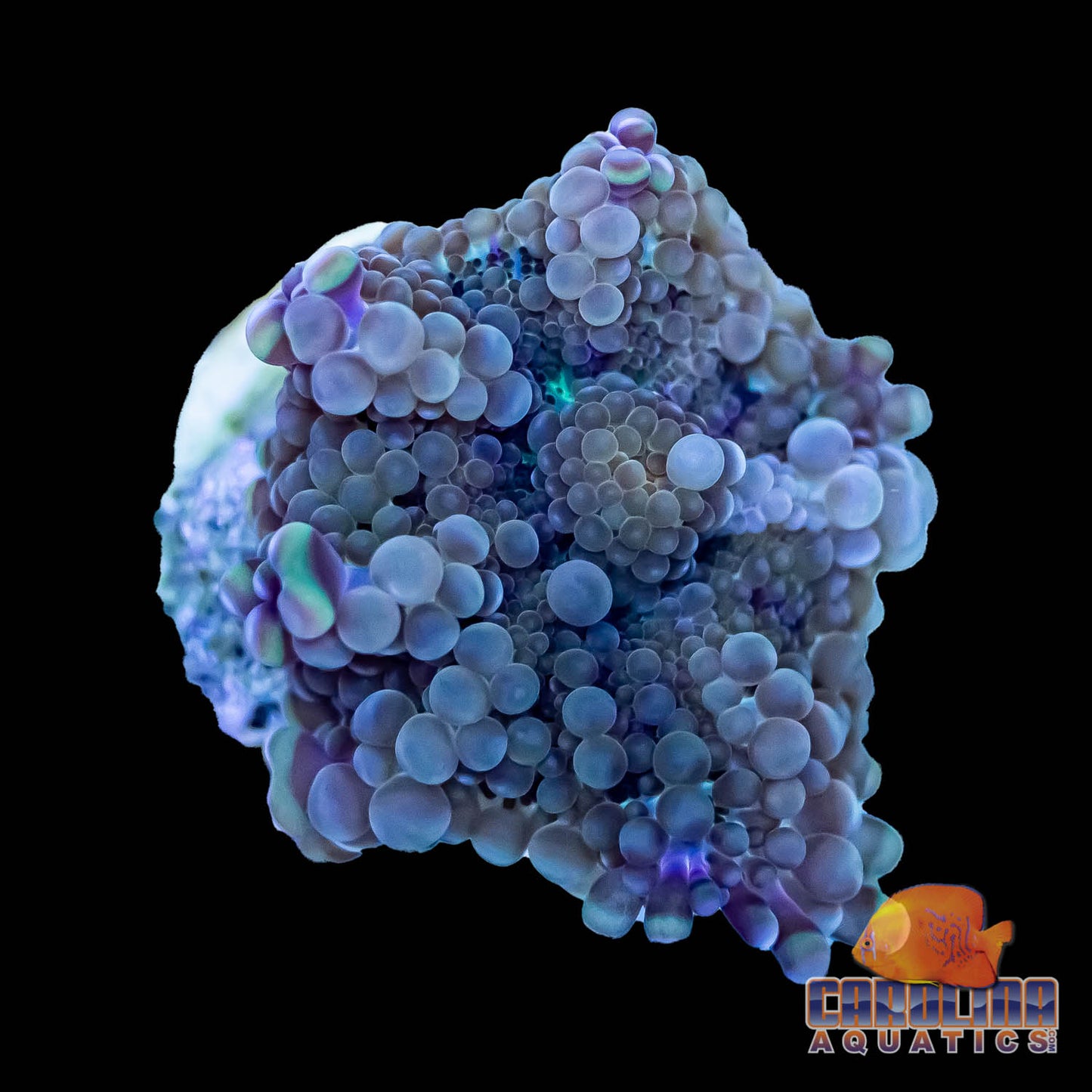 Frag - Ricordia Green