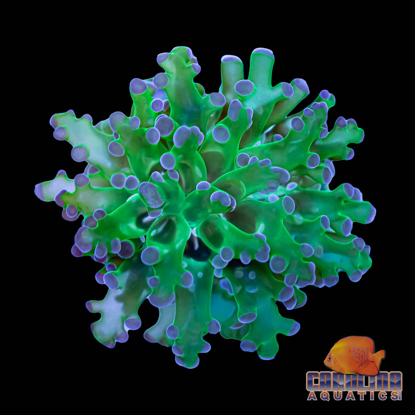 Frag - Frogspawn Neon Branch