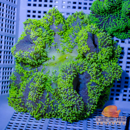 Anemone - Carpet Gigantea Green Md/Lg