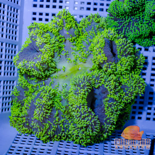 Anemone - Carpet Gigantea Green Md/Lg