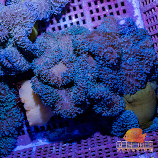 Anemone - Carpet Gigantea Blue XL