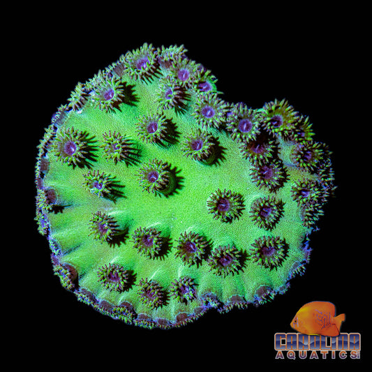 Australian - Cup Coral Pagoda Green Sm