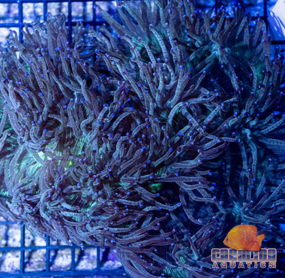 Australian - Elegance XL