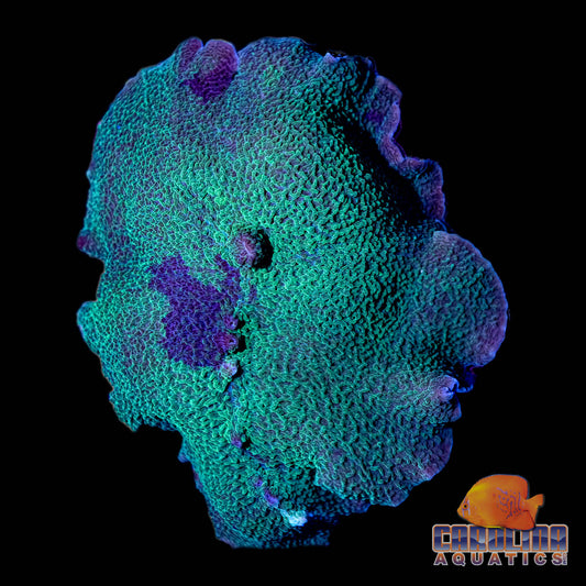 Indo - Mushroom Elephant Ear