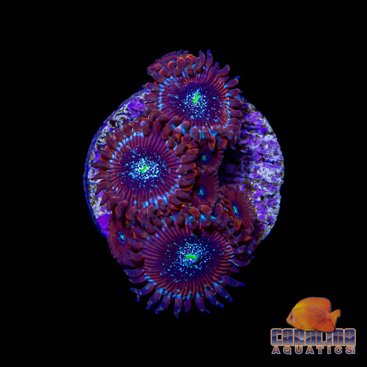 Frag - Magician Zoanthid