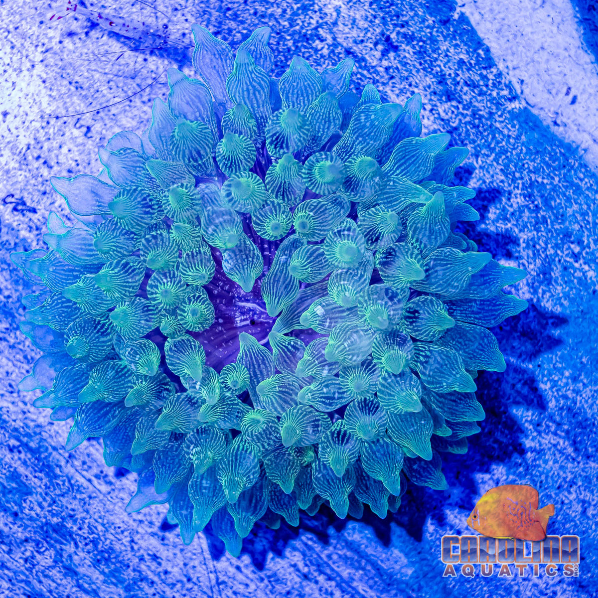 Anemone - Purple Base Bubble Tip