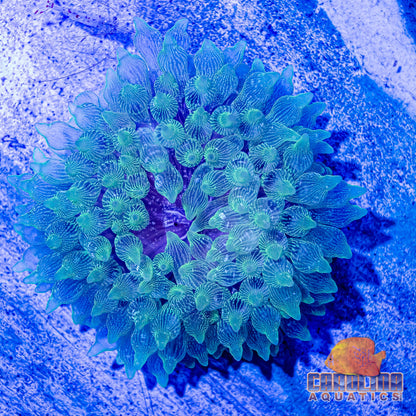 Anemone - Purple Base Bubble Tip