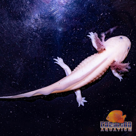 Axolotl - Leucistic 3-4in