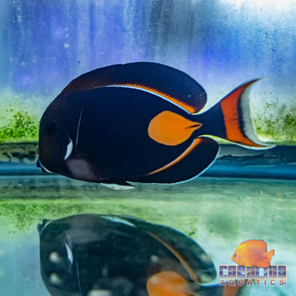 Tang - Achilles Show