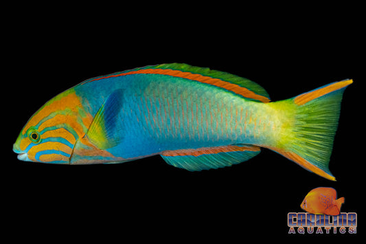 Wrasse - Lutescens Male