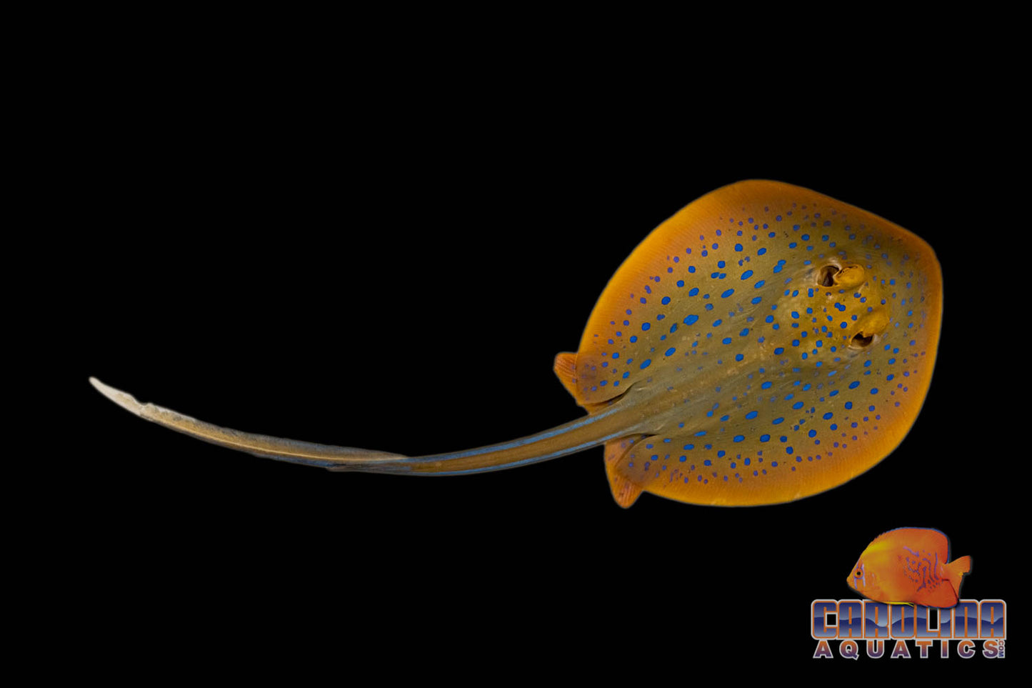 Stingray - Blue Spotted Ribbontail