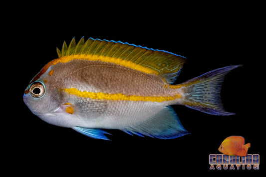 Angel - Bellus Male